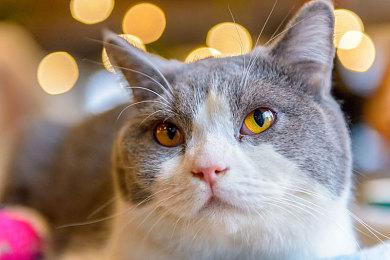 PlayStation Portal CPU采用了高通骁龙680